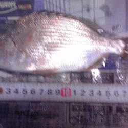 ヘダイ、サバ、アジ